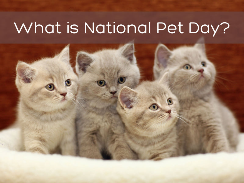 What is National Pet Day?
