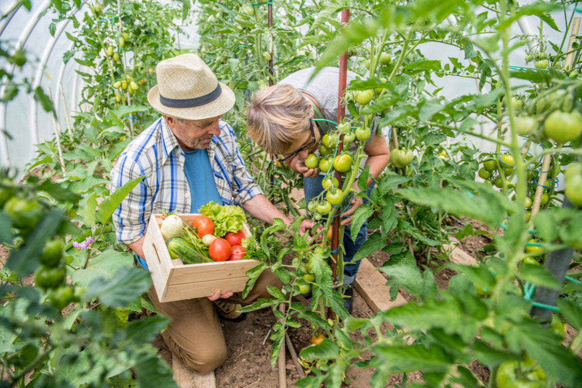 Senior couple picking vegetables in the garden.