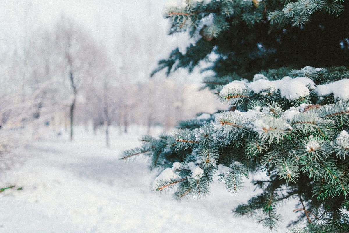 snowy landscape with pine tree in the foreground