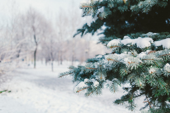 snowy landscape with pine tree in the foreground